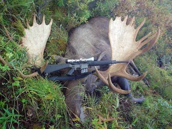 .500 diameter rifle 50 beowulf moose